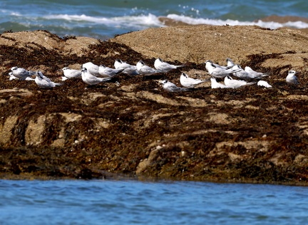 Thalasseus sandvicensis-2