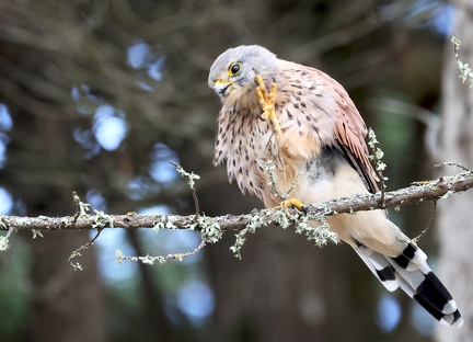 Falco tinnunculus-72