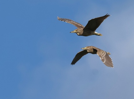 Nycticorax nycticorax-61