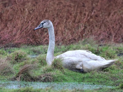Cygnus olor-82
