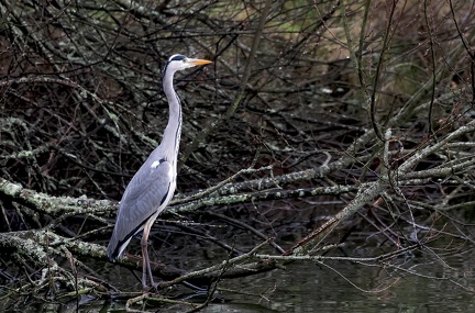 Ardea cinerea-6