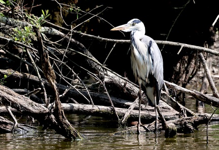 Ardea cinerea-34