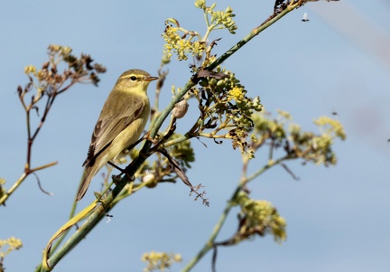 Phylloscopus trochilus