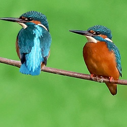 Oiseaux