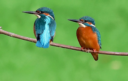Alcedo atthis-63