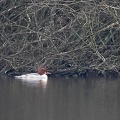 Mergus merganser