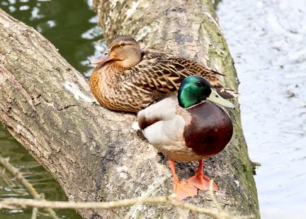 Anas platyrhynchos-8