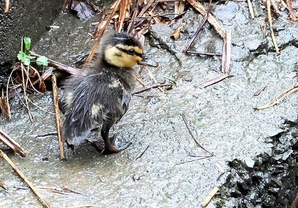 Anas platyrhynchos-82