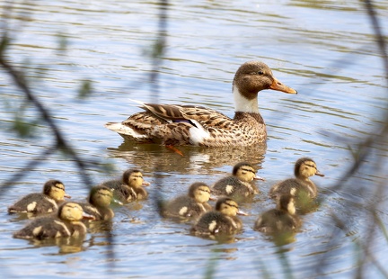 Anas platyrhynchos-6