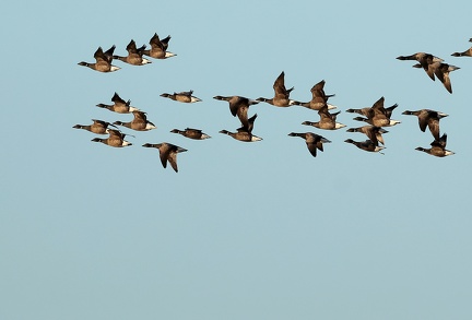 Anas platyrhynchos-90