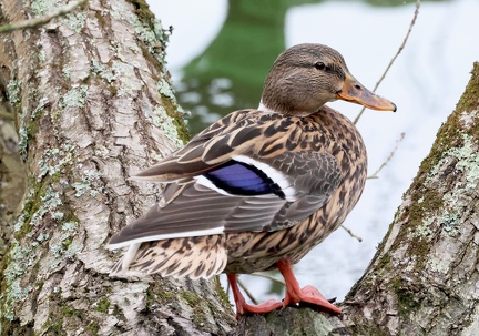 Anas platyrhynchos-31