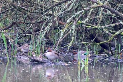 Anas crecca-82