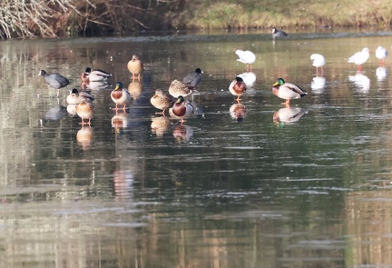 Anas platyrhynchos-91