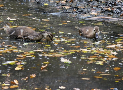 Anas platyrhynchos-5