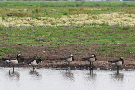 Branta leucopsis-80