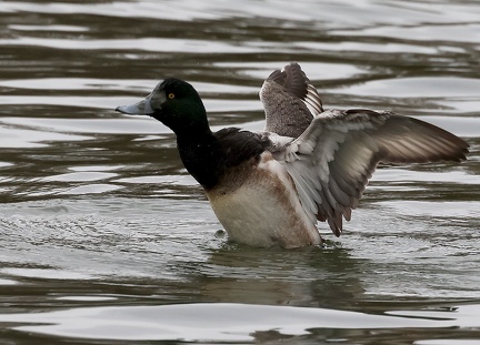 Aythya marila-65