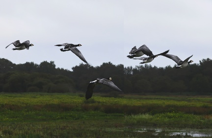 Branta leucopsis-51