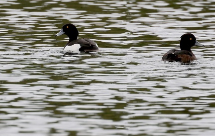 Aythya fuligula-1