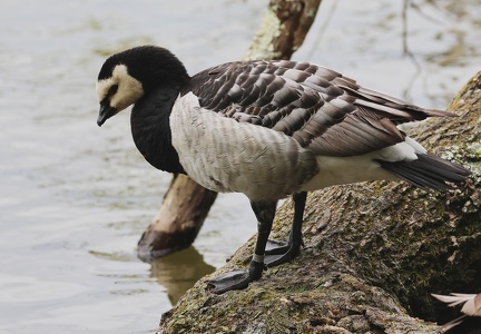 Branta leucopsis