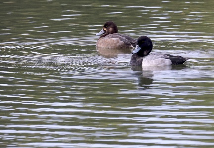 Aythya marila-62