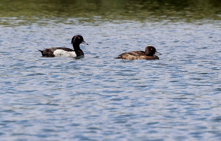 Aythya fuligula-2