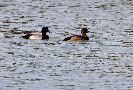 Aythya marila-63