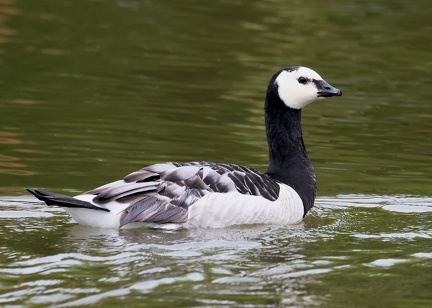 Branta leucopsis-2