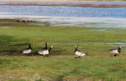 Branta leucopsis-34