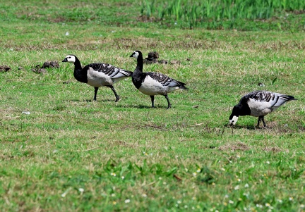 Branta leucopsis-3