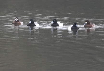 Aythya marila-1
