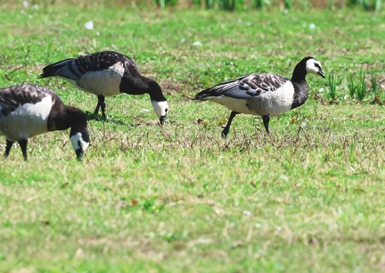 Branta leucopsis-32