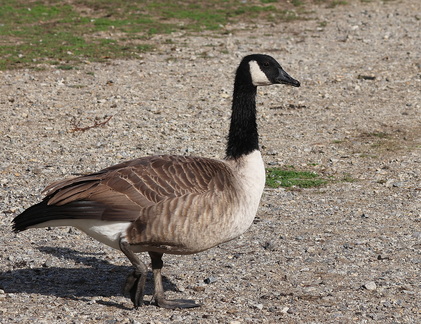 Branta canadensis
