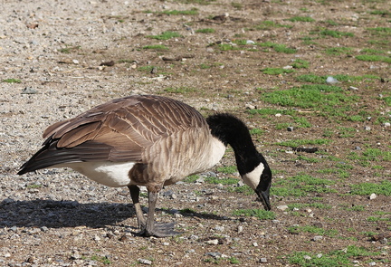 Branta canadensis-1