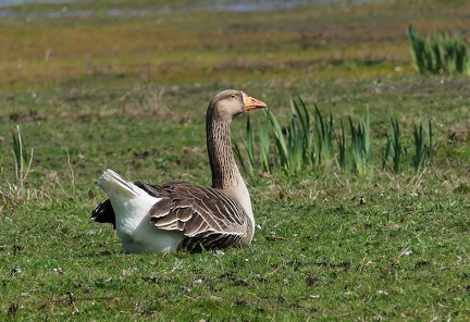 Anser anser