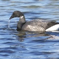Branta bernicla