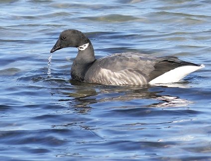 Branta bernicla