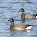 Branta bernicla-1