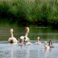 Cygnus olor
