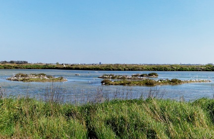 Ichthyaetus melanocephalus-15