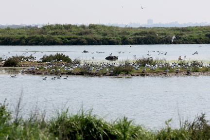 Ichthyaetus melanocephalus-2