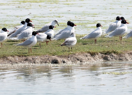 Ichthyaetus melanocephalus-21