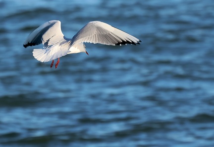 Chroicocephalus ridibundus-7