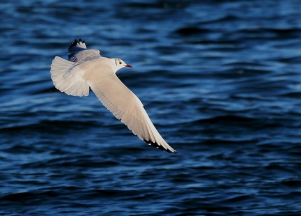 Chroicocephalus ridibundus-71