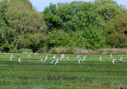 Chlidonias hybrida-61
