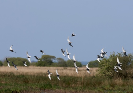 Chlidonias hybrida-62