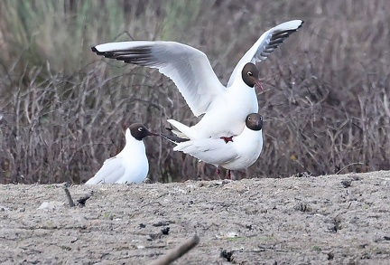 Chroicocephalus ridibundus-8
