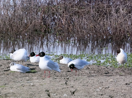 Ichthyaetus melanocephalus
