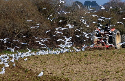 Chroicocephalus ridibundus-41