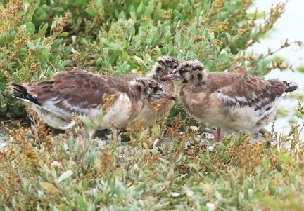 Chroicocephalus ridibundus-12