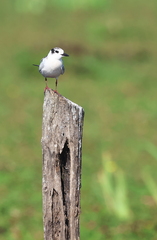 Chlidonias leucopterus
